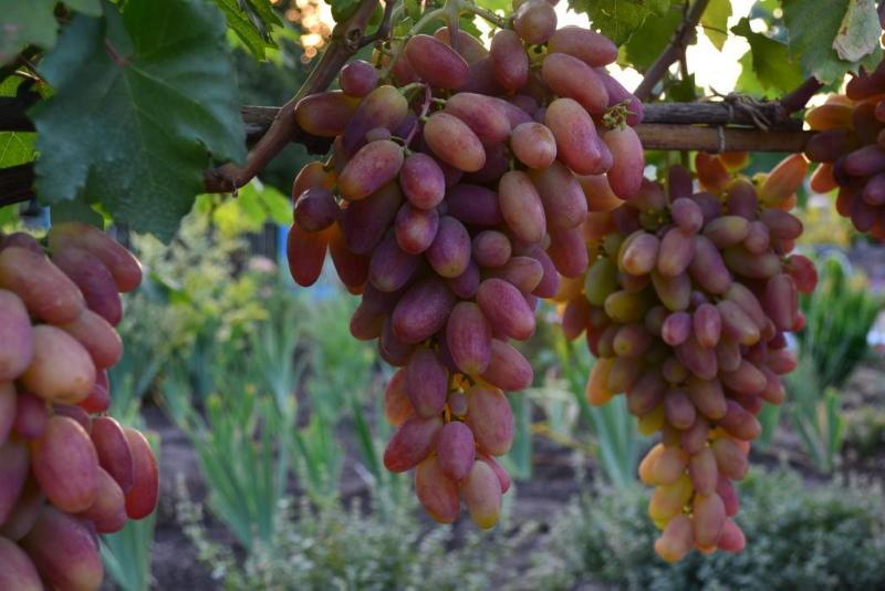 foto y descripción de la transformación de la variedad de uva