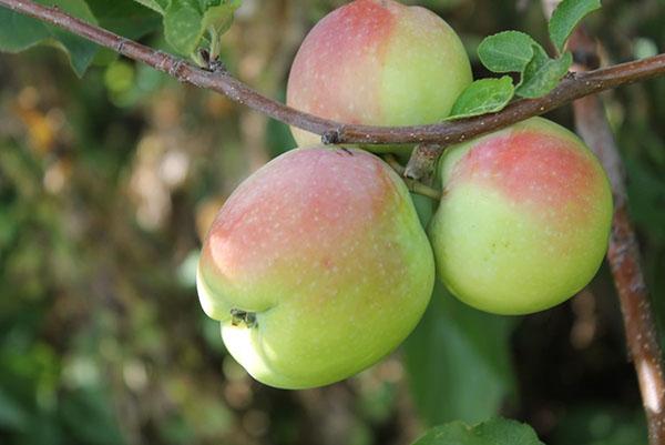 pommes d'automne juteuses