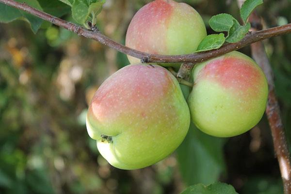 jugosas manzanas de otoño