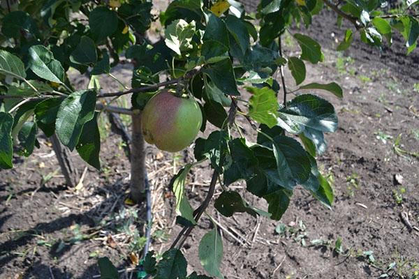 los primeros frutos del manzano North Sinap