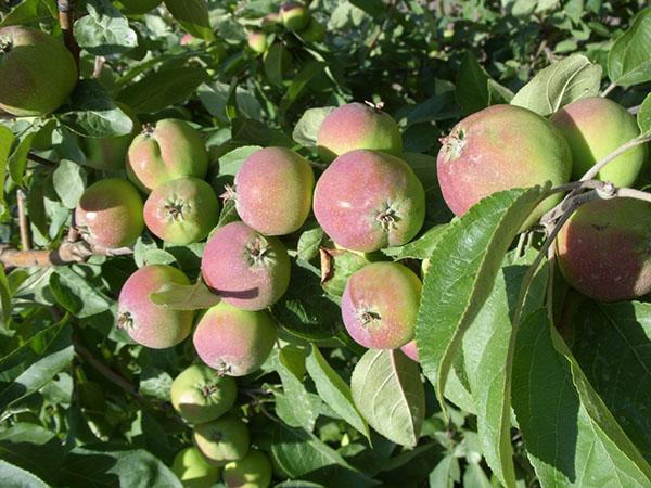 la variété de pomme North Sinap mûrit