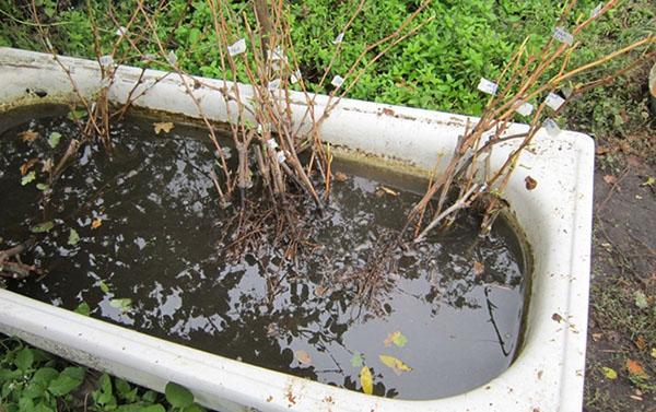 preparación de plántulas para plantar
