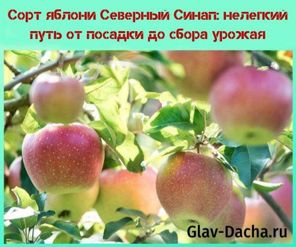 cultivar de manzana North Sinap