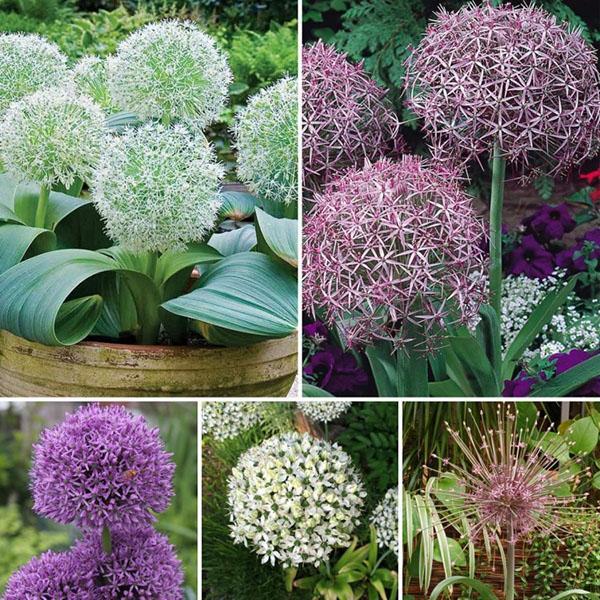 variétés d'allium