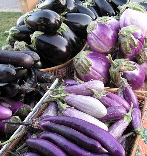 Aubergine lilas