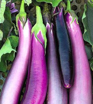 Aubergine Flamant Rose