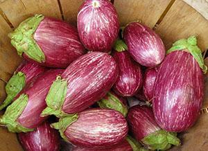 Variété d'aubergine Matrosik