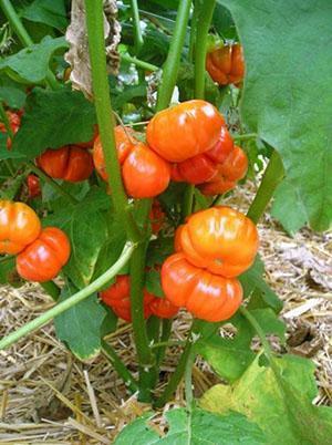 Berenjena roja decorativa