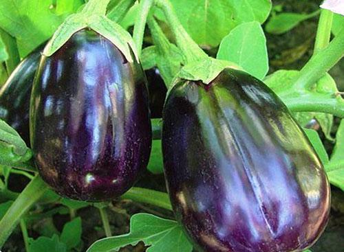 Aubergine Beauté Noire