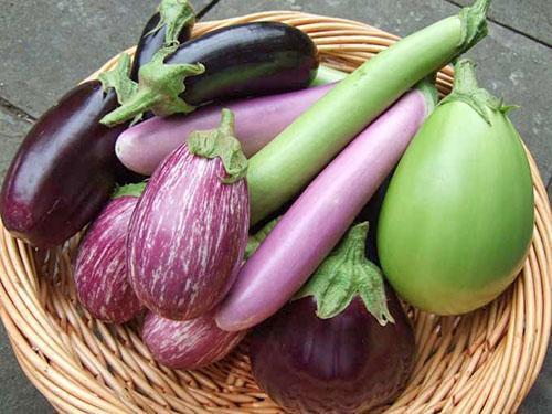 Aubergines de différentes variétés et types