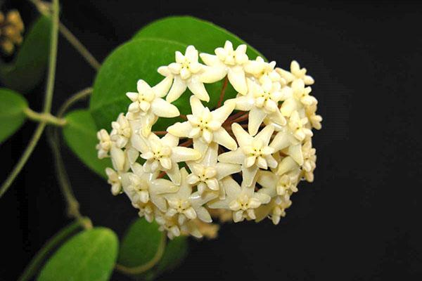 hoya pimentiliana