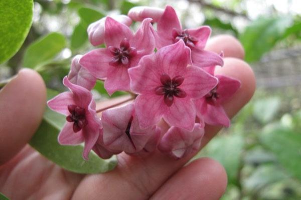 hoya denizi