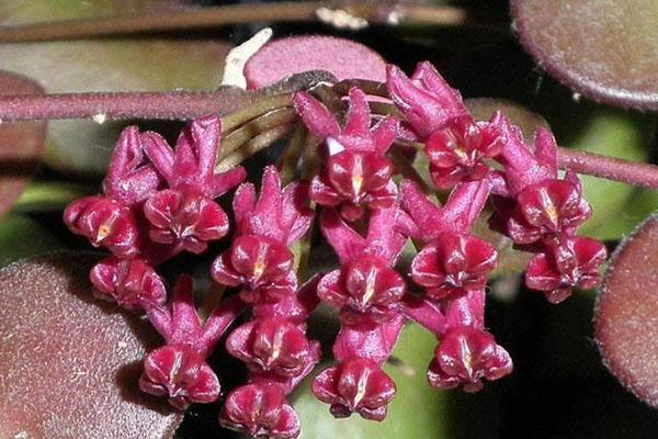 Hoya Carmelae