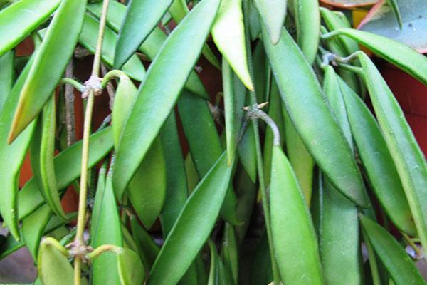 hoya longofolia