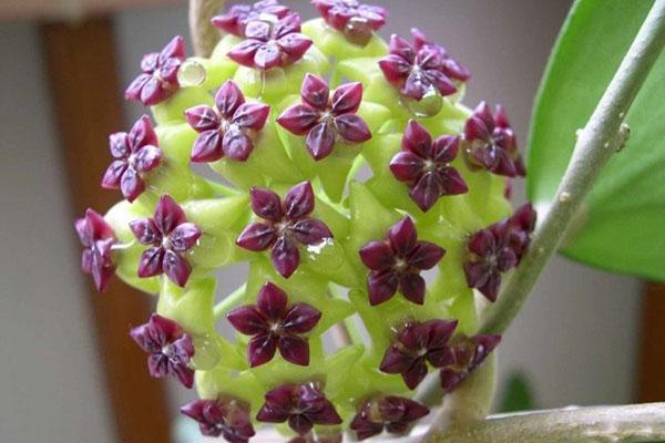 vigne en fleurs