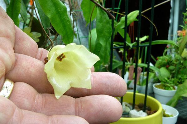 Hoya Sammaniana