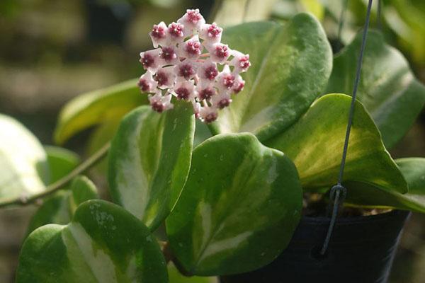 hoya obovata