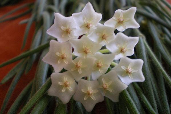 inflorescencia paraguas hoya