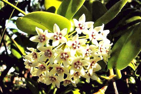 hoya australiano