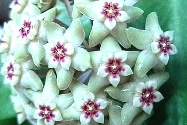 hoya limoniac