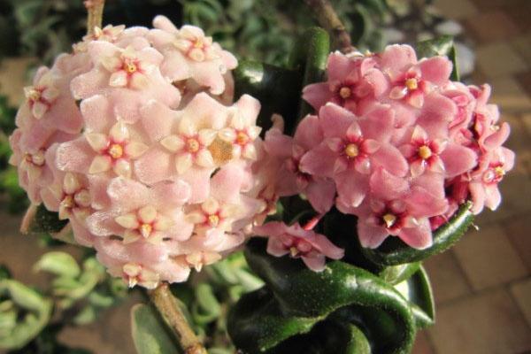 delicadas flores de hoya compacta