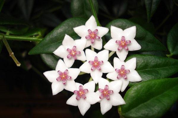 variétés et types de hoya