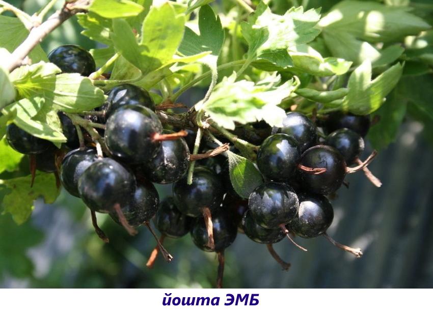 yoshta emb