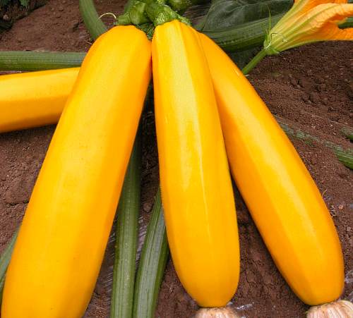 variedad de calabacín de frutos amarillos