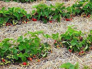 Culture ouverte de fraises