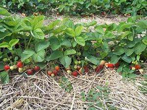 Variété Berdskaya Rannyaya