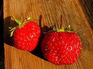 Daryonka aux fraises