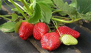 Fraise Tanyusha
