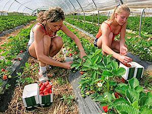 Fraises dans les serres de Sibérie