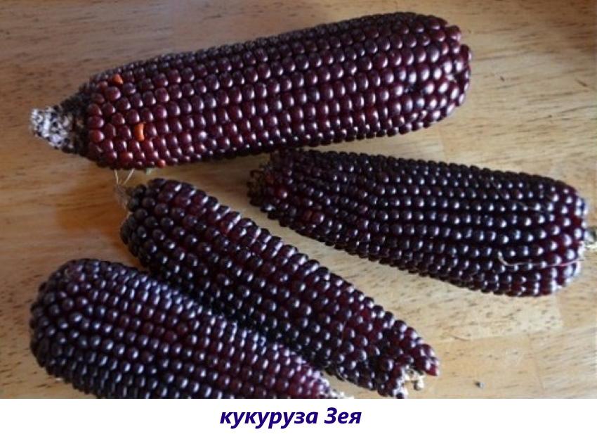 maíz zeya