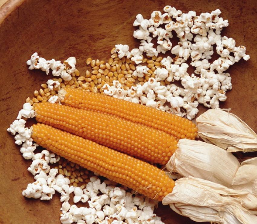 variétés de maïs pour le pop-corn