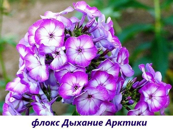 Aliento ártico Phlox
