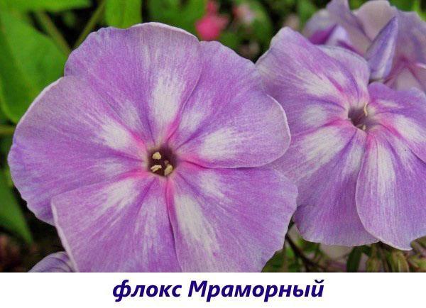 Mármol Phlox