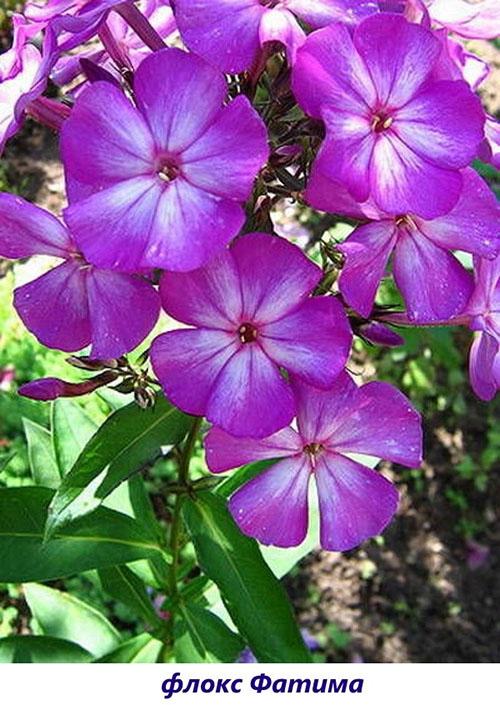 Phlox Fátima
