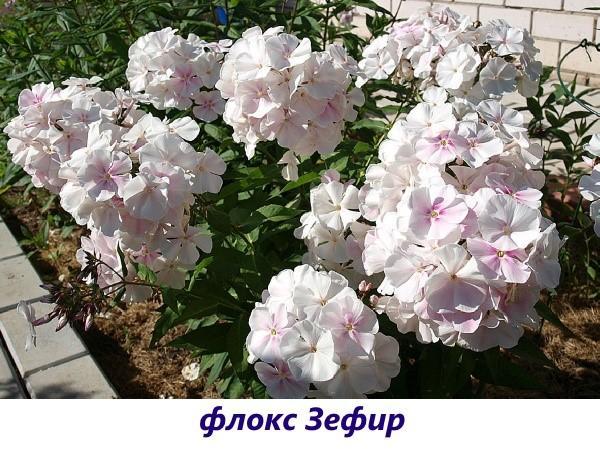 Malvavisco Phlox