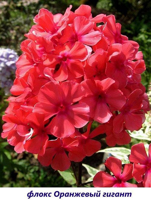 gigante naranja phlox