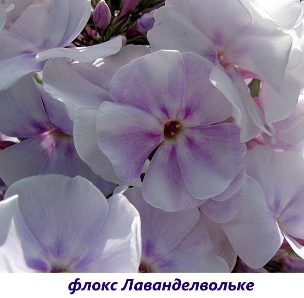 Phlox Lavendelwolke