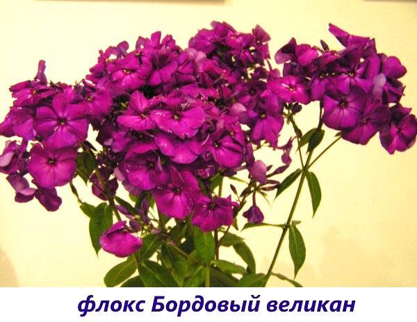 Gigante de Borgoña Phlox