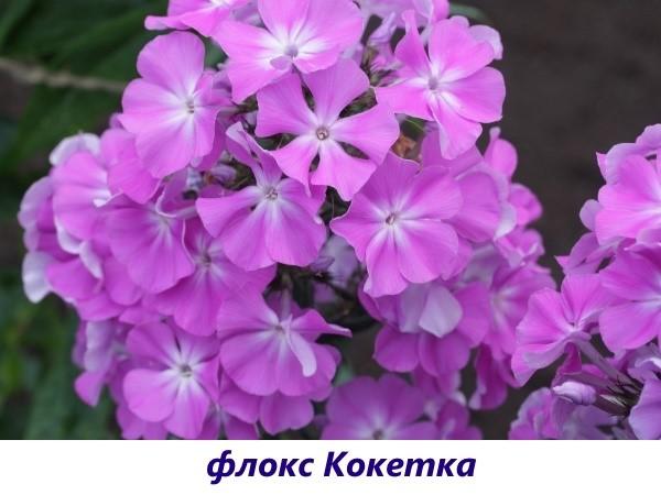 Coqueta Phlox