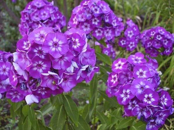 variedades de phlox paniculado