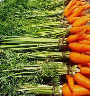 Las mejores variedades de zanahorias para casas de verano.