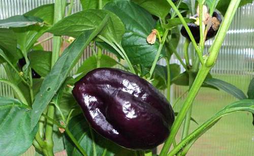 Étoile violette de l'Est