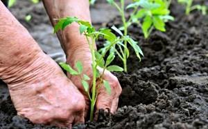 Plantar tomates en campo abierto.