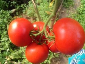 Tomate variedad Eupator F1