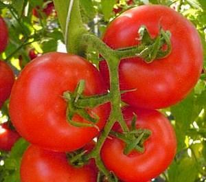 variedad de tomate Red Arrow F1