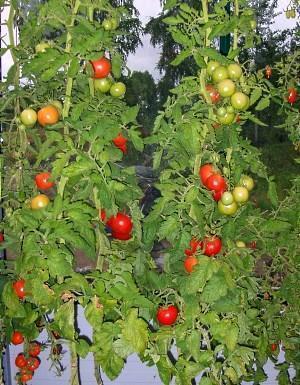 Tomate variété Alcazar F1